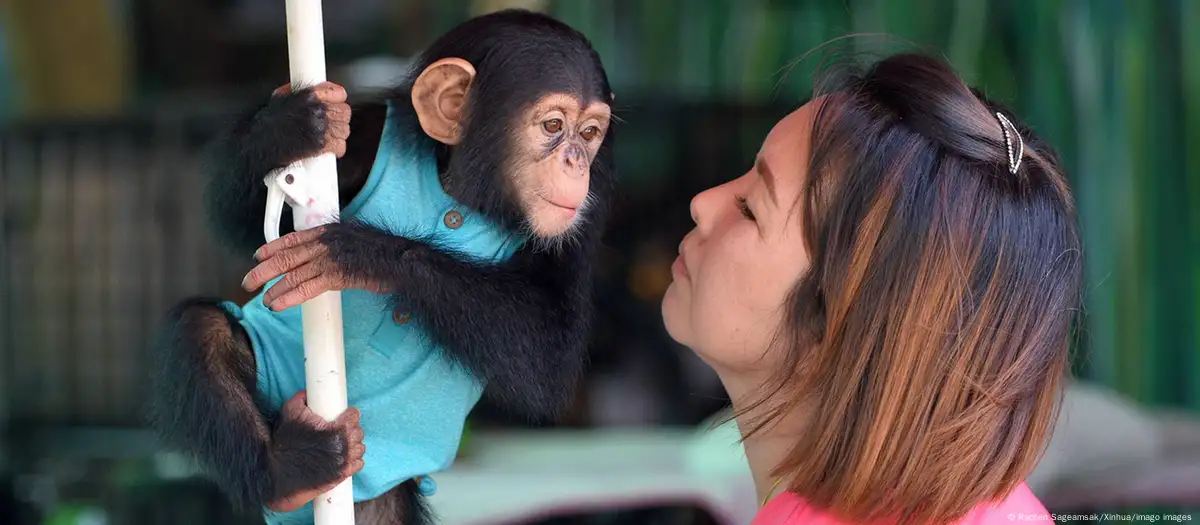 Primate junto a una humana. Foto:Rachen Sageamsak/Xinhua/imago imagen