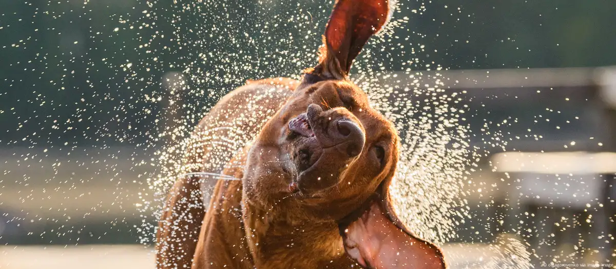 Perro sacudiéndose. Foto: olgagorovenko via imago-image