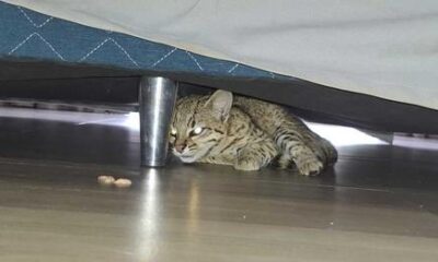 El pequeño felino buscó refugio en una vivienda. Foto: Gentileza.