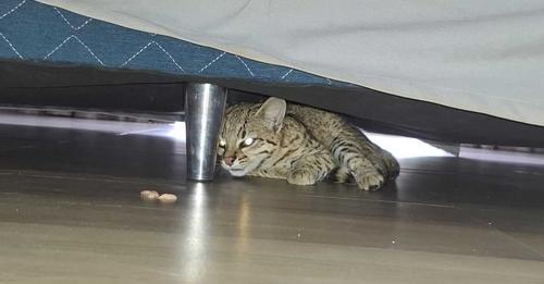 El pequeño felino buscó refugio en una vivienda. Foto: Gentileza.