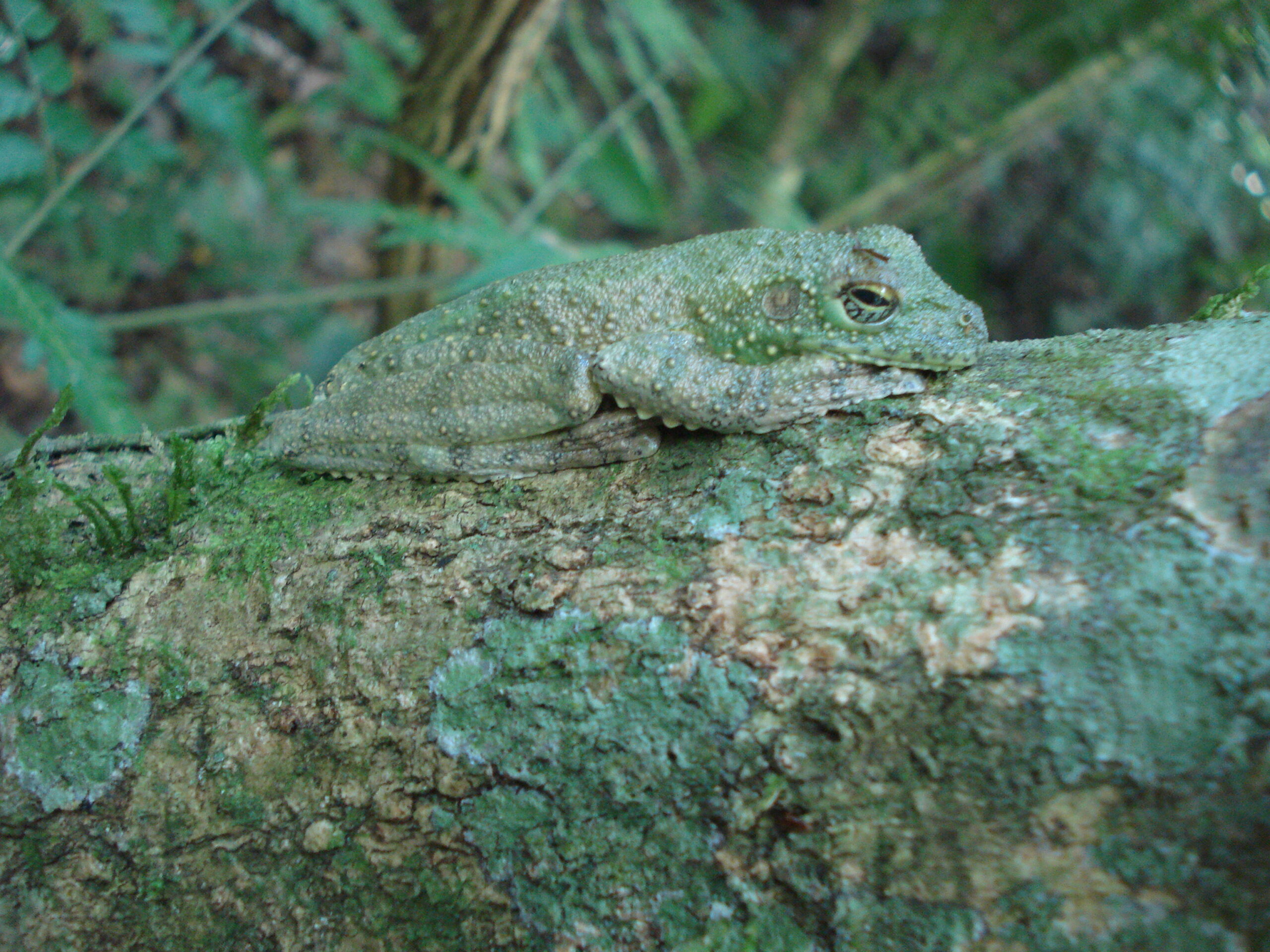 Rana Itapotihyla langsdorfii en perfecto mimetimo. Foto: Lidia Pérez de Molas.