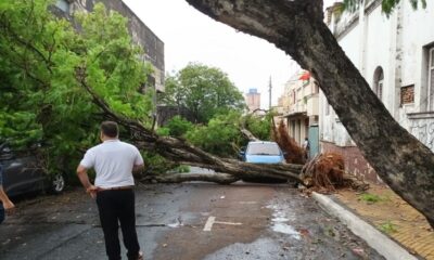 Árboles caídos en el centro de Asunción. Foto: Gentileza.