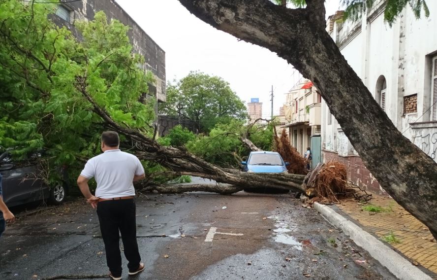 Árboles caídos en el centro de Asunción. Foto: Gentileza.