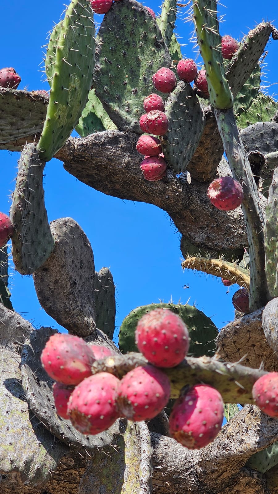 Frutas maduras de Opuntia. Foto: Alberto Yanosky.