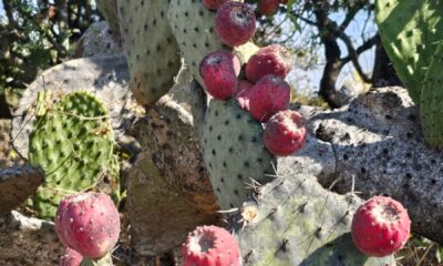 La roja fruta contrasta con los verdes y espinosos cladodios. Foto: Alberto Yanosky.