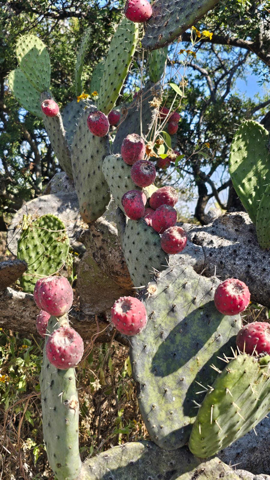 La roja fruta contrasta con los verdes y espinosos cladodios. Foto: Alberto Yanosky.