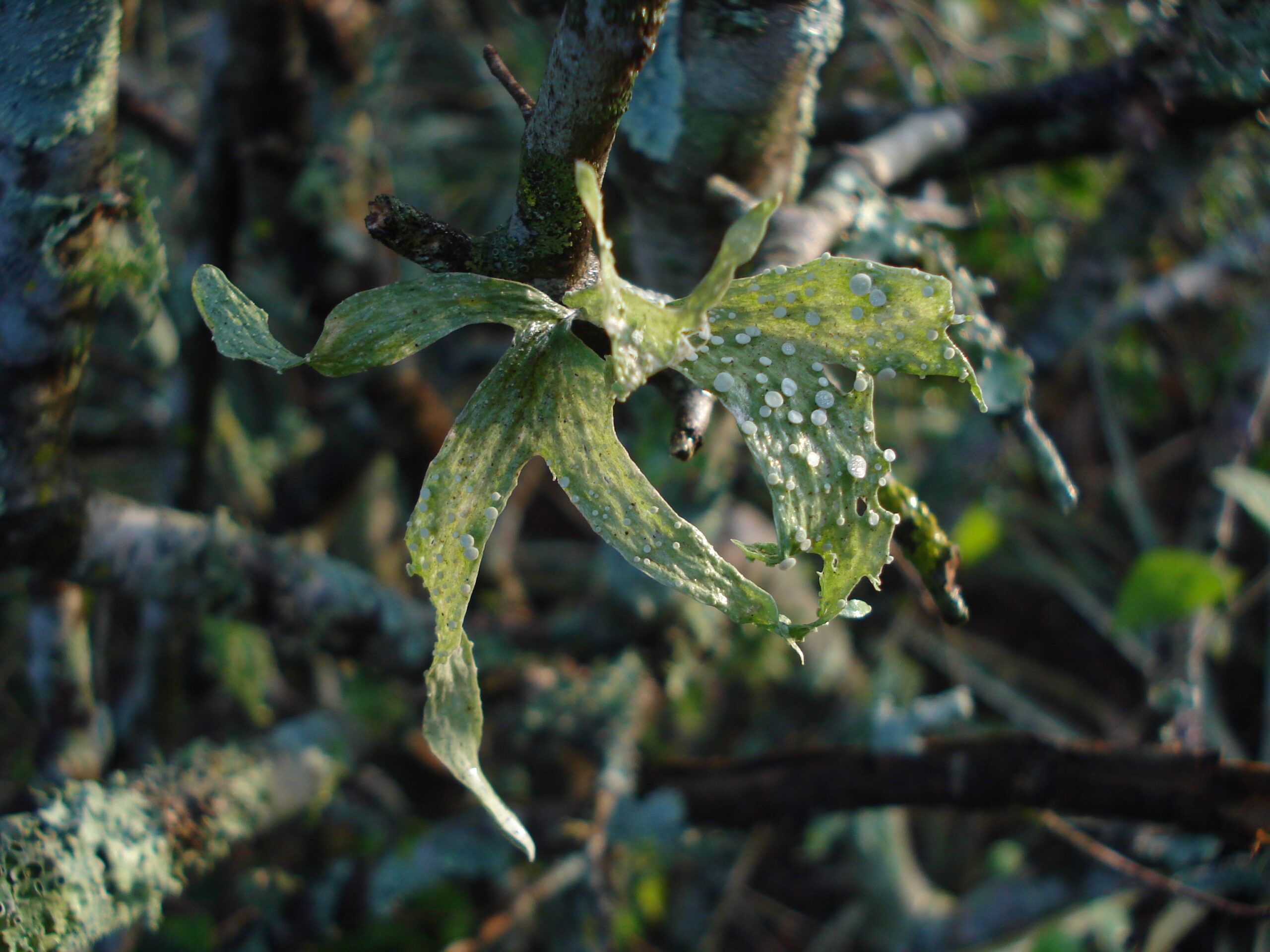 Variedad de formas en los líquenes. Foto: Lidia Pérez de Molas