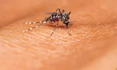 El mosquito Anopheles transmite la malaria con su picadura. Imagen: RealityImages/Zoonar/picture alliance