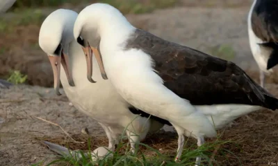 Wisdom, la legendaria albatros de Laysan, aparece a la derecha con la marca roja en la pata junto a su nueva pareja mientras admiran su huevo recién puesto en el Refugio Nacional de Vida Silvestre del Atolón de Midway. Imagen: Dan Rapp/USFWS/AP Photo/picture alliance