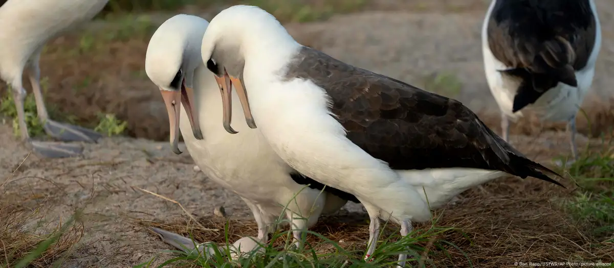 Wisdom, la legendaria albatros de Laysan, aparece a la derecha con la marca roja en la pata junto a su nueva pareja mientras admiran su huevo recién puesto en el Refugio Nacional de Vida Silvestre del Atolón de Midway. Imagen: Dan Rapp/USFWS/AP Photo/picture alliance