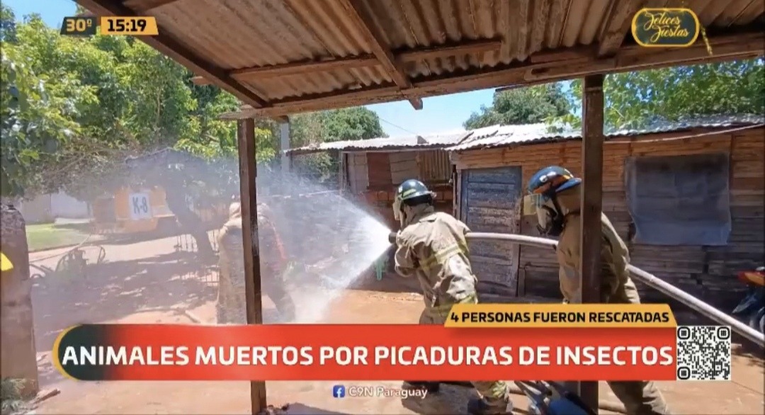 Cuatro personas fueron rescatadas de las picaduras y varios animales. Foto: Captura de pantalla.