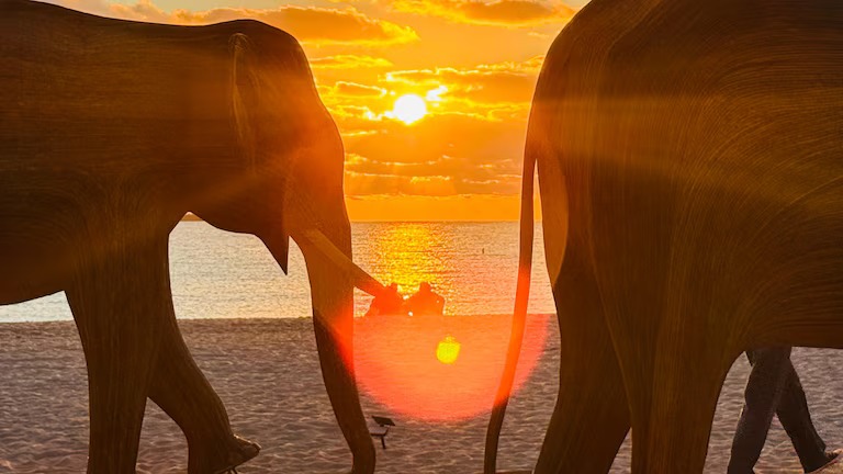 Cien esculturas de elefantes ocupan la playa de Miami durante la Semana del Arte 2024, como parte de su ruta por Estados Unidos. (Opy Morales)