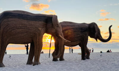 Las figuras de elefantes en Miami Beach pesan hasta 880 kilos y alcanzan los 4,5 metros de largo. (Opy Morales)