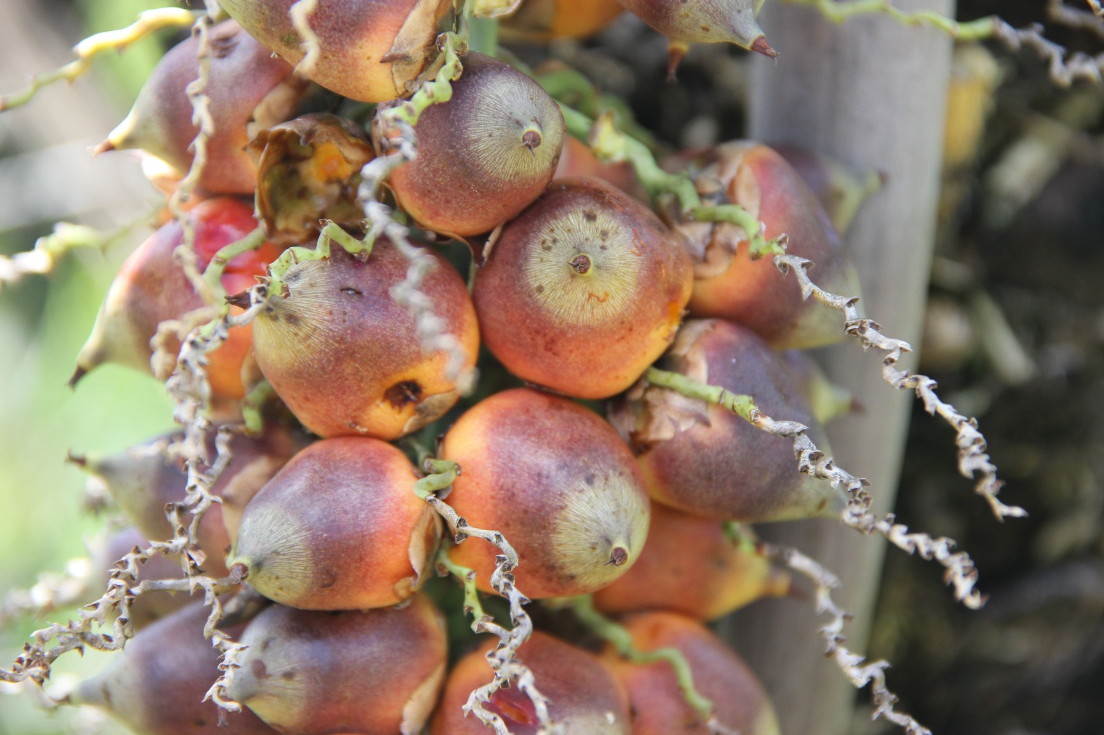 Palma yataí o Butia paraguayensis. Foto: Lidia Pérez de Molas.