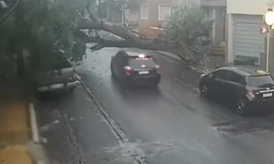 El chofer intentó pasar debajo del árbol. Foto: Captura.