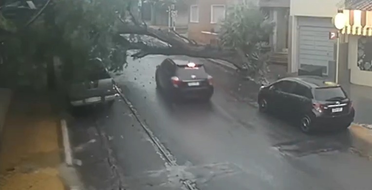 El chofer intentó pasar debajo del árbol. Foto: Captura.