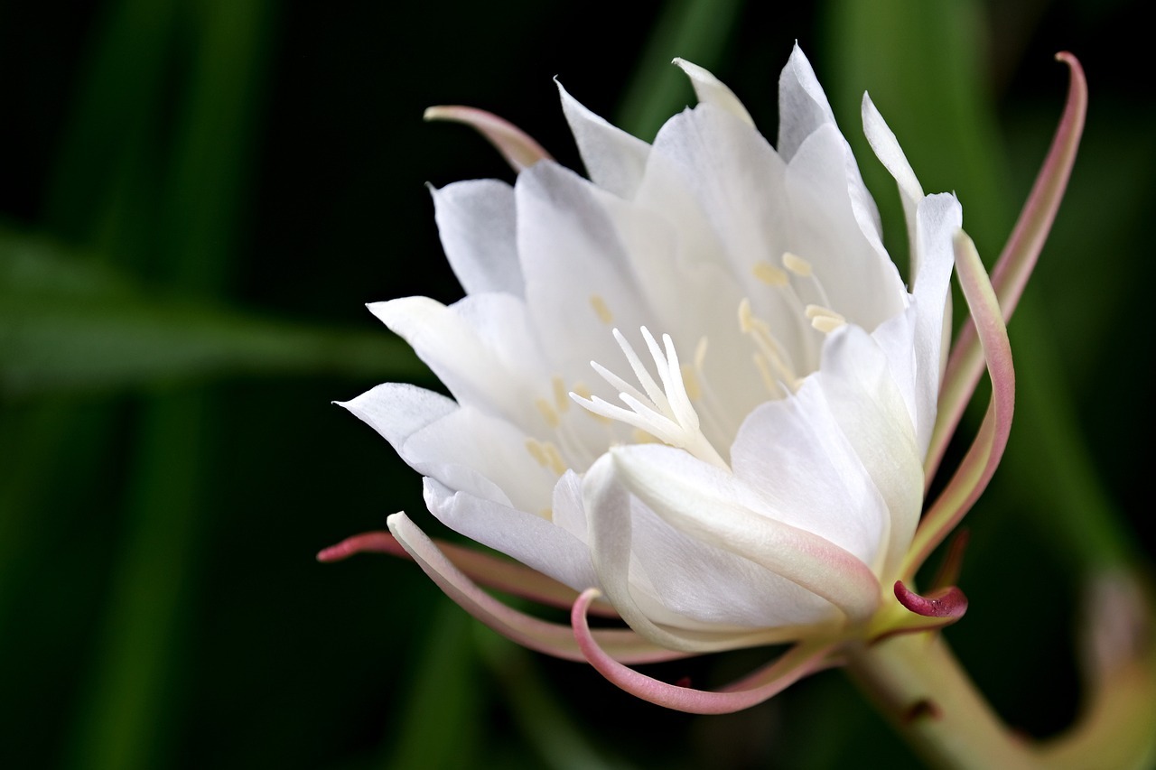 Epiphyllum Oxypetalum, orquídea (Pixabay)