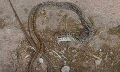 Suboficial fue hospitalizado tras mordedura de serpiente. Foto: Ñandutí