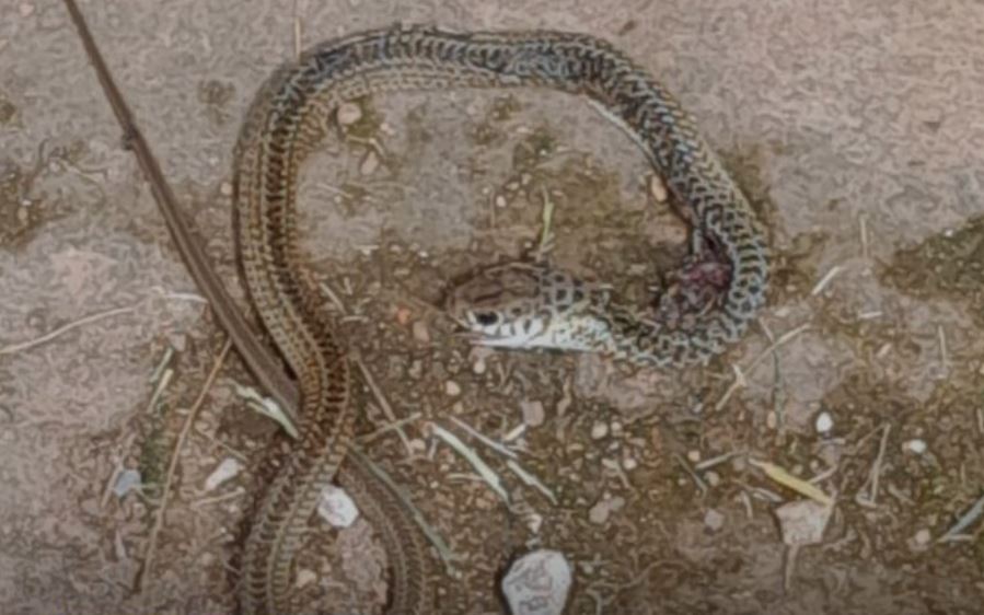 Suboficial fue hospitalizado tras mordedura de serpiente. Foto: Ñandutí