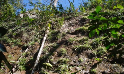 Fosterella rojasii en Cerro Muralla. Foto: Lidia Pérez de Molas.