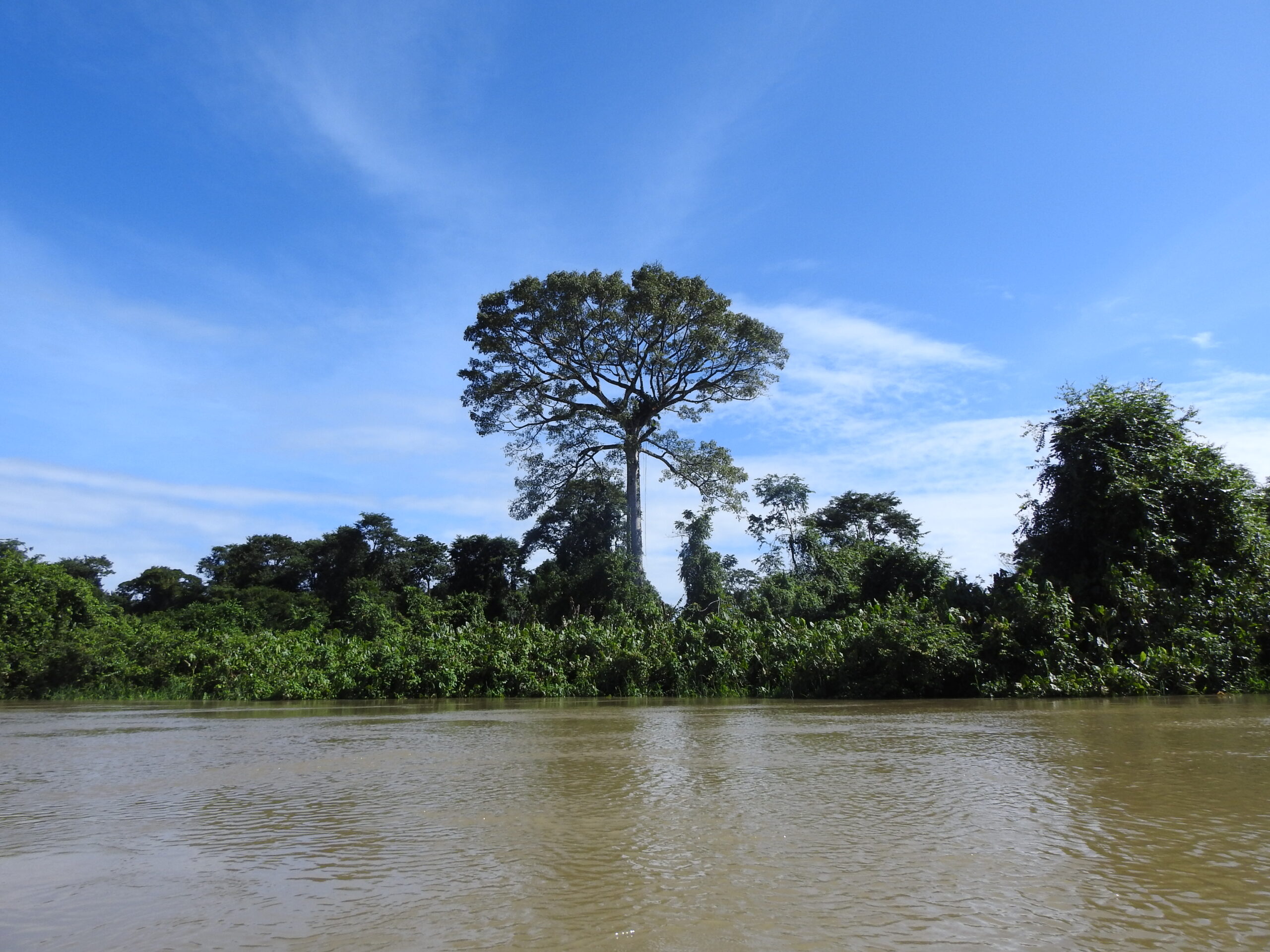 La Ceiba, destacado árbol de la región- Foto: Alberto Yanosky.