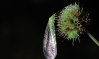 Adulto de crisopa Chrysopidae. Foto: Bolivar Garcete.