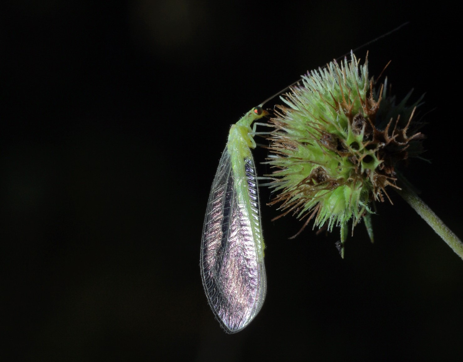 Adulto de crisopa Chrysopidae. Foto: Bolivar Garcete.