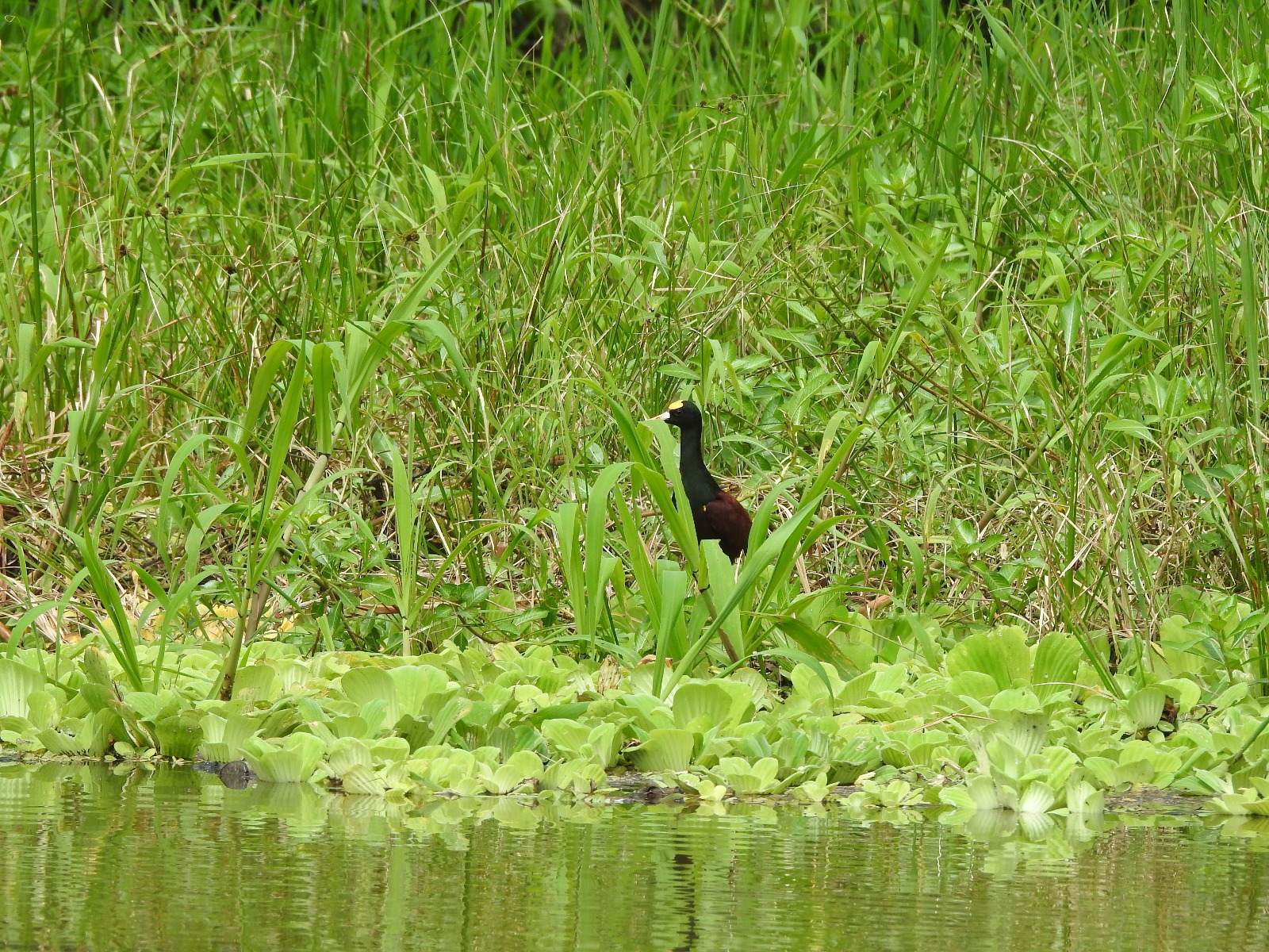 Una Jacana. Foto: Alberto Yanosky.