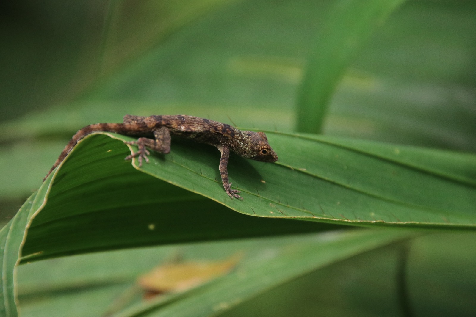 Saurio. Foto: Tatiana Galluppi.