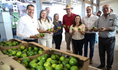 Exportación de limón Tahiti. Foto: Gentileza.