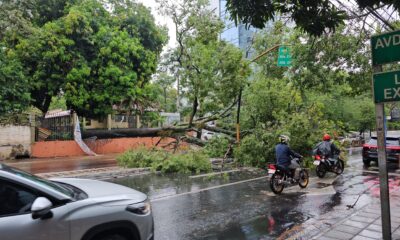 Árbol caído tras lluvias. Foto: Gentileza.