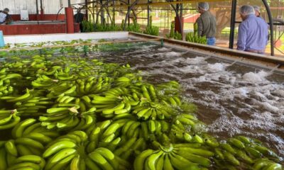 La exportación aumentó en más del 28% este año. Foto: Gentileza.