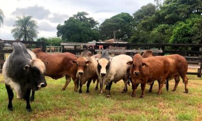 El proyecto será liderado por el reconocido Dr. Juan Carlos Gardón Poggi, veterinario español y especialista en biotecnología reproductiva. Foto: Gentileza.