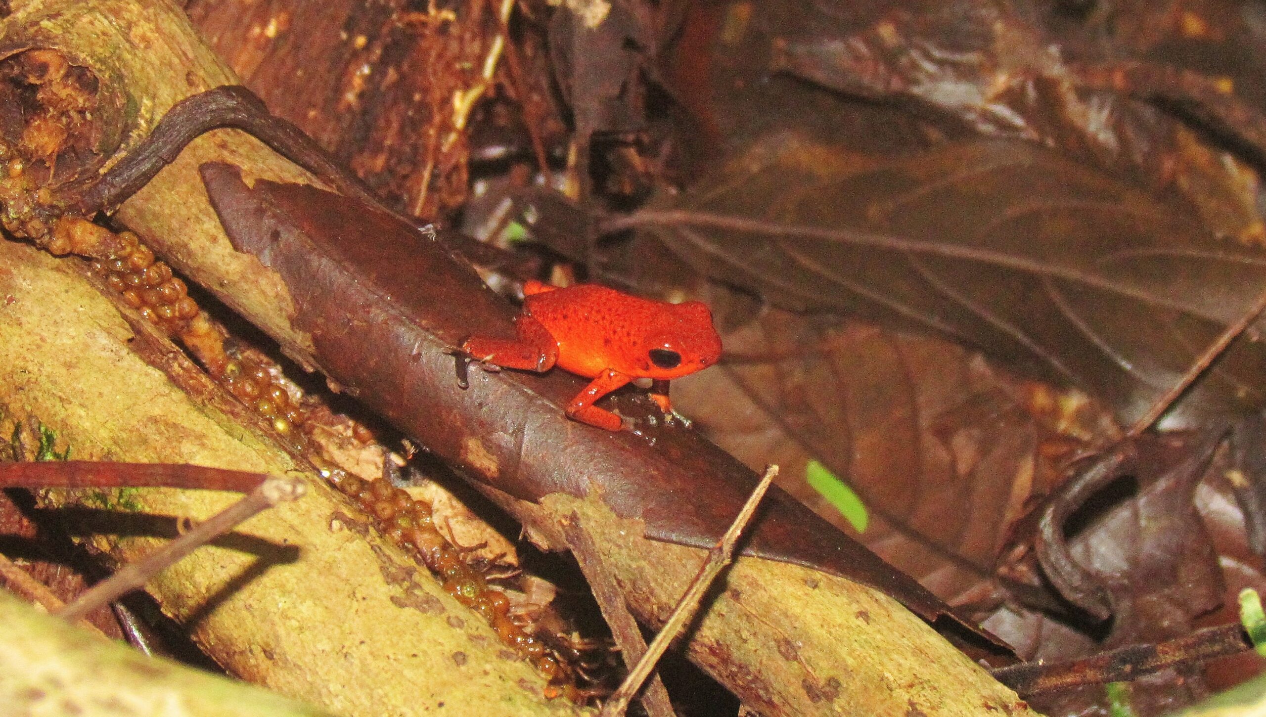 La ranita Oophaga pumilio. Foto: Rebeca Irala.