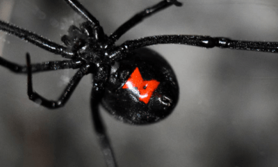 Araña viuda negra. Foto: Infobae.