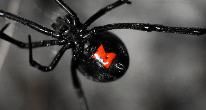 Araña viuda negra. Foto: Infobae.