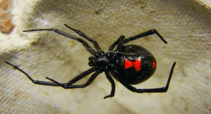 Araña viuda negra. Foto: Infobae. 