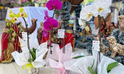 Feria de orquídeas. Foto: Gentileza.