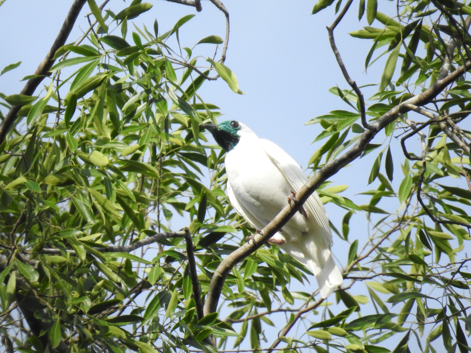 Pájaro campana. Foto: Carlos Ortega. 