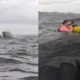 Ballena tragó a un hombre en el estrecho de Magallanes. Captura.