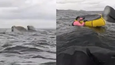 Ballena tragó a un hombre en el estrecho de Magallanes. Captura.