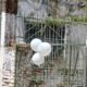 Vecinos adornaron la vivienda de la mujer fallecida con globos blancos. Foto: Gentileza.