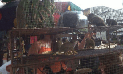 Animalitos en venta en el Mercado 4. Foto: JMA.