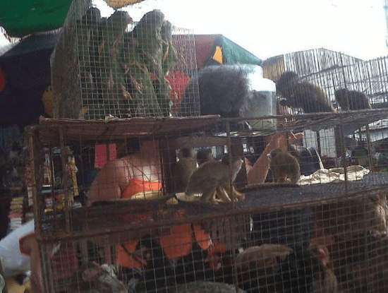 Animalitos en venta en el Mercado 4. Foto: JMA.