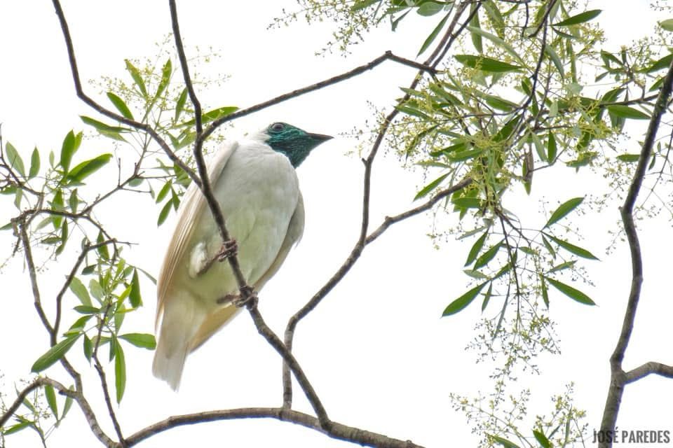 Pájaro campana. Foto: José Maria Paredes