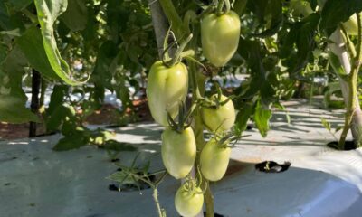 Cultivo de tomates. Foto: MAG.