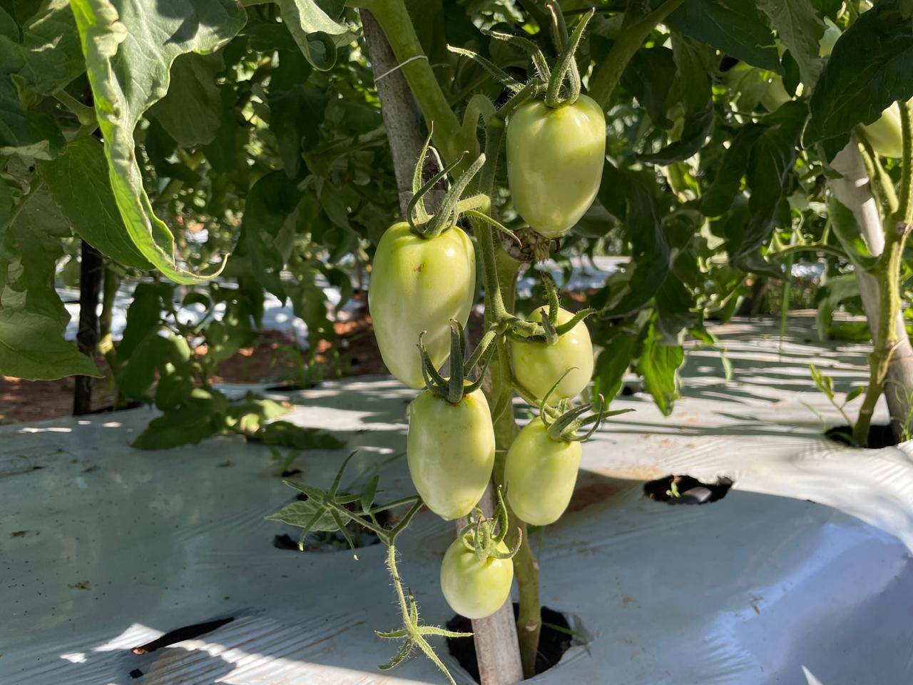 Cultivo de tomates. Foto: MAG.