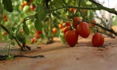 Cultivo de tomates. Foto: MAG.