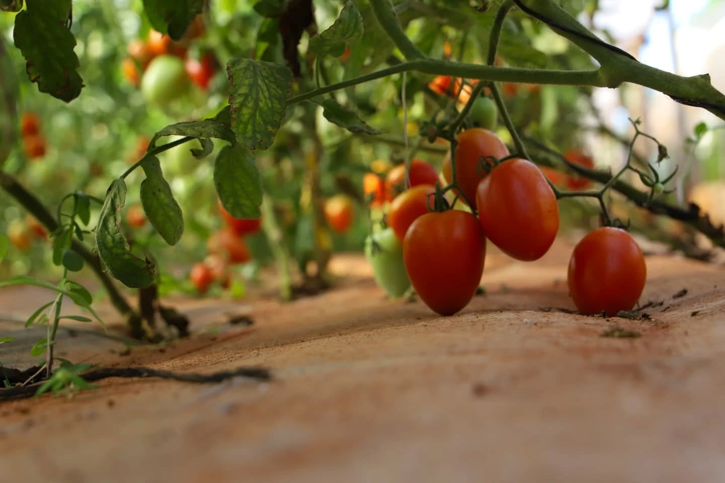 Cultivo de tomates. Foto: MAG.