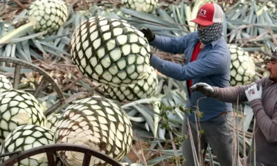 La ciudad de Tequila, en el estado de Jalisco, celebró en 2024 sus 50 años de Denominación de Origen del Tequila, que garantiza la autenticidad de los pro ductos que llevan su nombre. Foto: DW